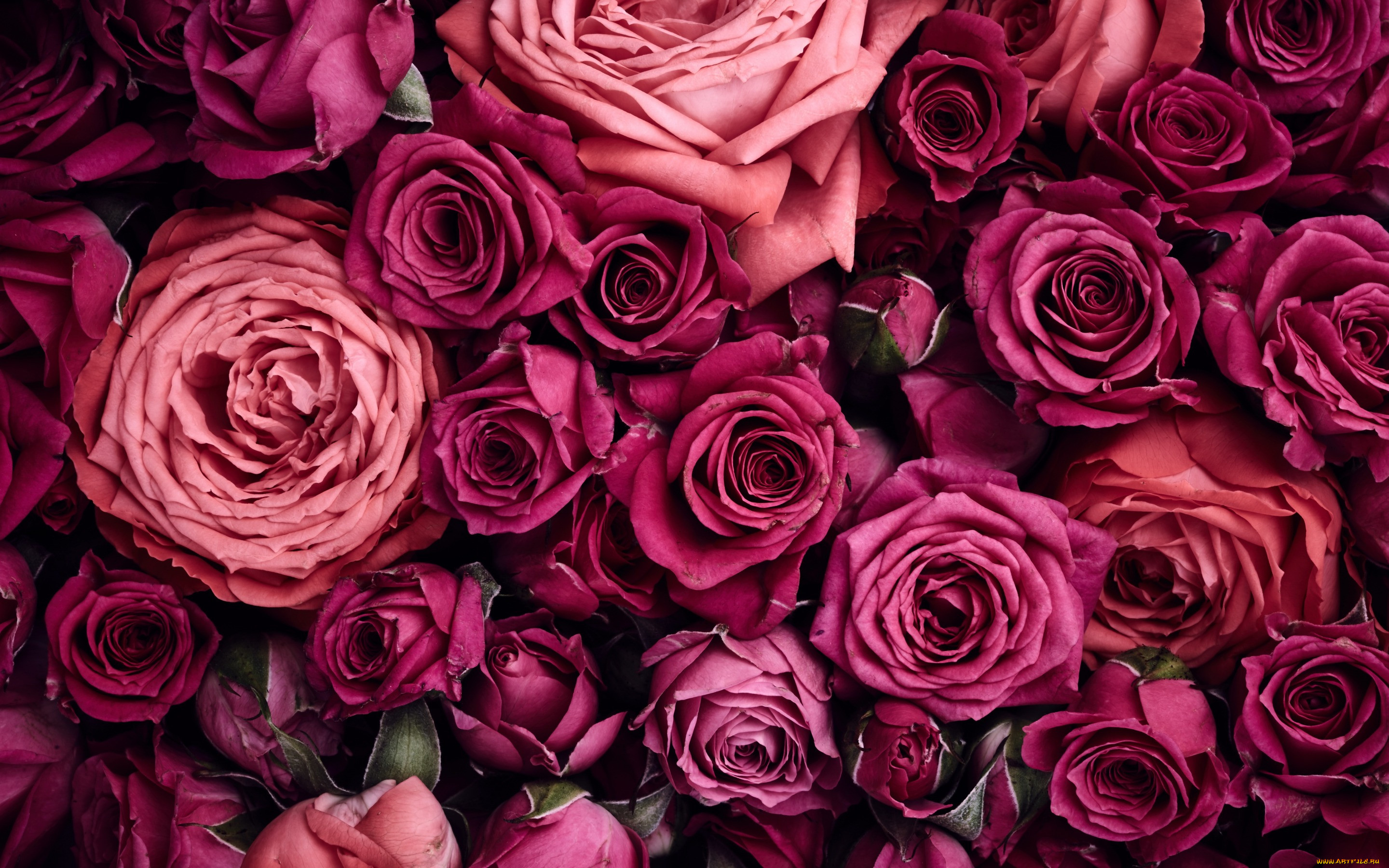, , flowers, , pink, roses, , background, beautiful
